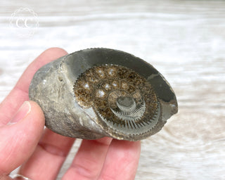 Dactylioceras (Ammonite) Whitby #7