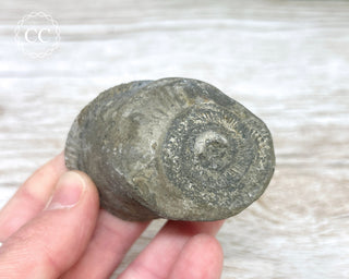 Dactylioceras (Ammonite) Whitby #7