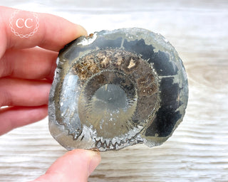 Pyritised Dactylioceras (Ammonite) Whitby #2