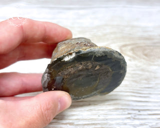 Pyritised Dactylioceras (Ammonite) Whitby #2