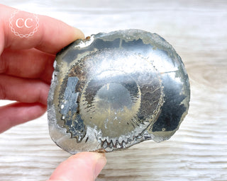Pyritised Dactylioceras (Ammonite) Whitby #2