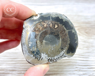 Pyritised Dactylioceras (Ammonite) Whitby #2
