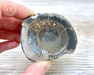 Pyritised Dactylioceras (Ammonite) Whitby #2