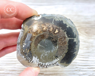 Pyritised Dactylioceras (Ammonite) Whitby #2