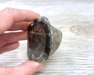 Pyritised Dactylioceras (Ammonite) Whitby #2