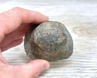 Pyritised Dactylioceras (Ammonite) Whitby #2