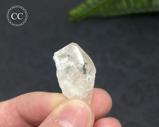 Danburite Crystal #6