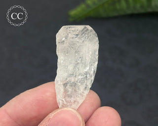 Danburite Crystal #7