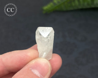 Danburite Crystal #8