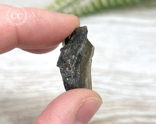 Darwin Glass Tektite #7