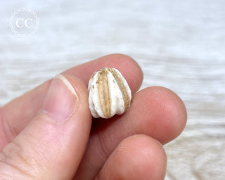 Deltoblastus Permicus #9