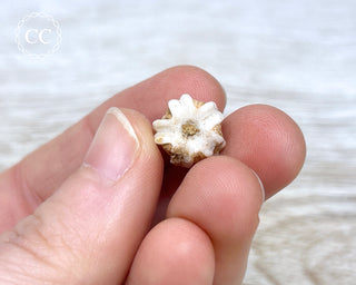 Deltoblastus Permicus #9