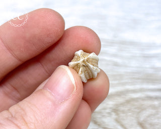 Deltoblastus Permicus #9