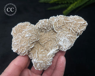 Desert Rose Cluster #1
