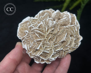 Desert Rose Cluster #2