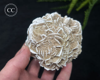 Desert Rose Cluster #2