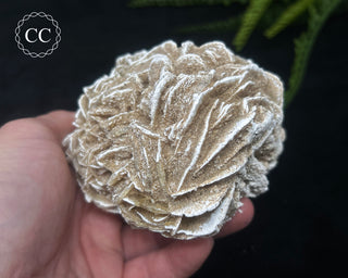 Desert Rose Cluster #2