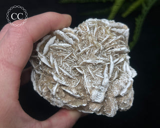 Desert Rose Cluster #2