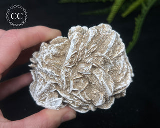 Desert Rose Cluster #2
