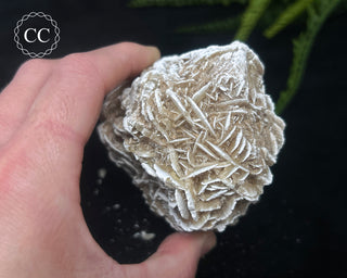 Desert Rose Cluster #2