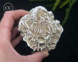 Desert Rose Cluster #2