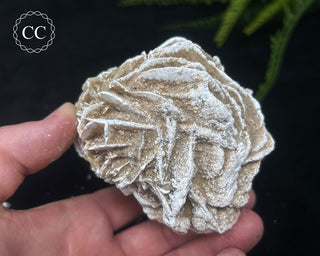 Desert Rose Cluster #2