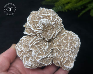 Desert Rose Cluster #3