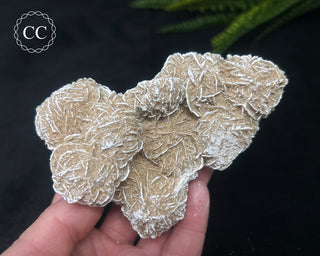 Desert Rose Cluster #1