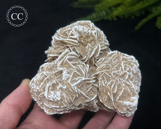 Desert Rose Cluster #3
