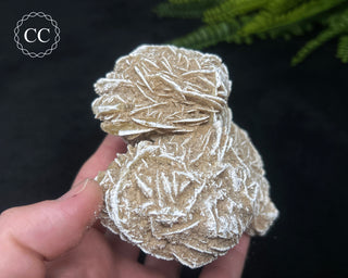 Desert Rose Cluster #3