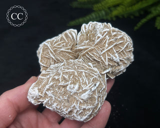 Desert Rose Cluster #3