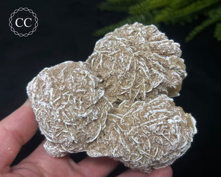 Desert Rose Cluster #3