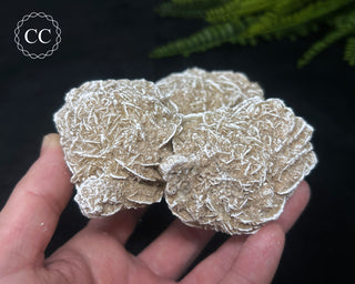 Desert Rose Cluster #3