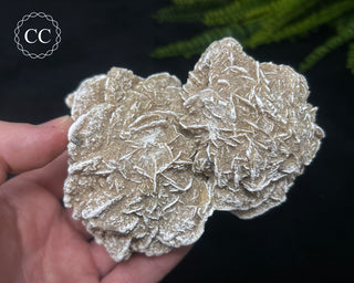 Desert Rose Cluster #4