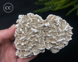 Desert Rose Cluster #4