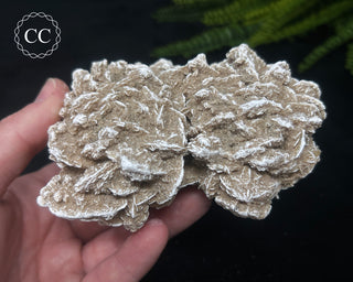Desert Rose Cluster #4