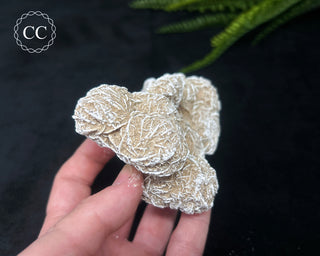 Desert Rose Cluster #1