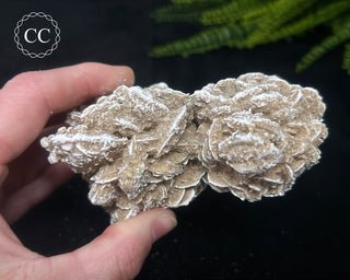 Desert Rose Cluster #4