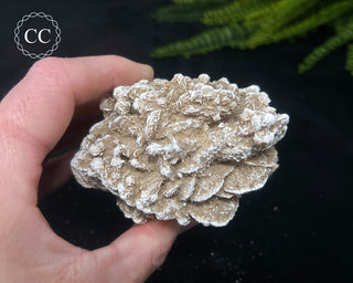 Desert Rose Cluster #4