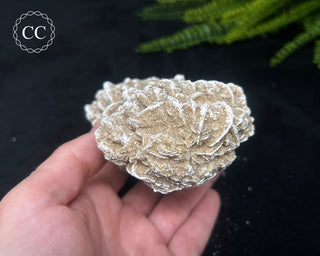 Desert Rose Cluster #4