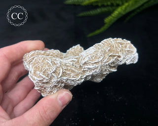 Desert Rose Cluster #1