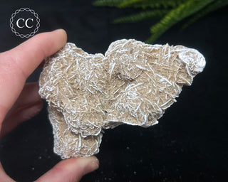Desert Rose Cluster #1