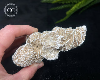 Desert Rose Cluster #1