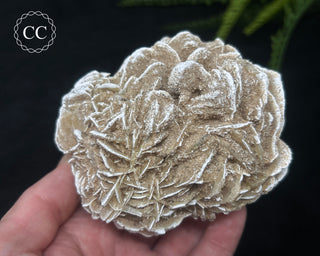 Desert Rose Cluster #2