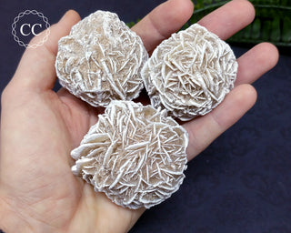 Large Desert Rose Crystals in hand