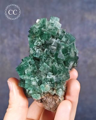 A hand holding a Diana Maria Fluorite specimen from the Diana Maria Mine in Weardale
