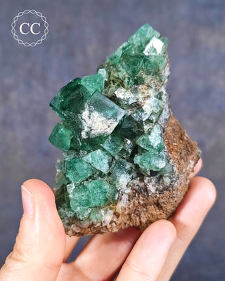 A hand holding a Diana Maria Fluorite specimen from the Diana Maria Mine in Weardale