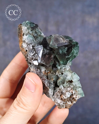 A hand holding a Diana Maria Fluorite specimen from the Diana Maria Mine in Weardale