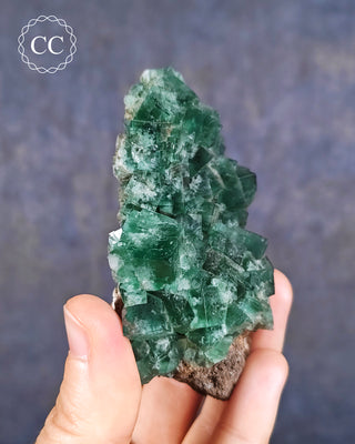 Diana Maria Fluorite #1