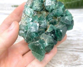 Diana Maria Fluorite #4